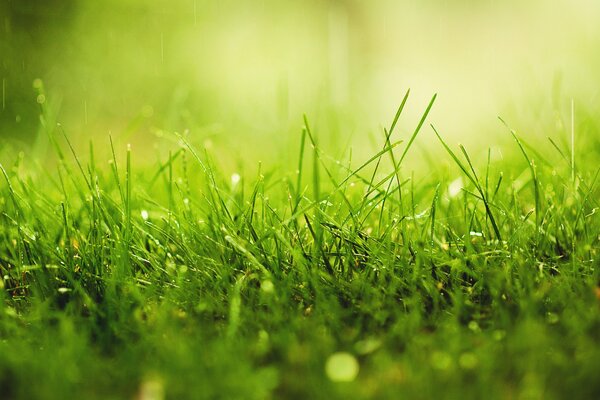 Erba in una giornata di sole nella foresta