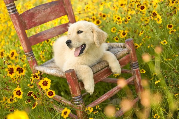 Chiot sur une chaise dans une clairière de fleurs