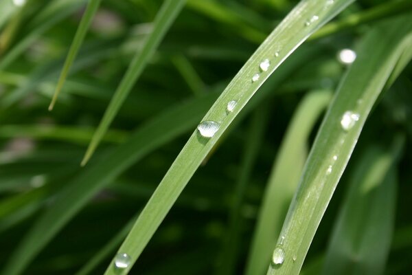 Macro photography of dew on greenery in the forest