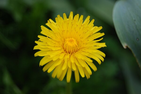 Amarillo floreciente flor madre y madrastra