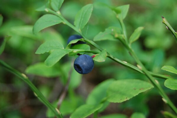 Blaubeeren sind ein Element des Sommers