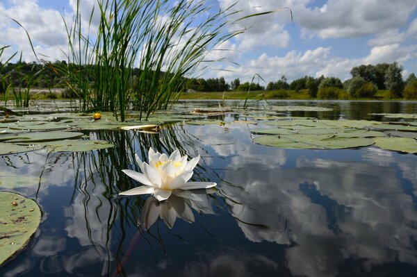 Brocca come fioritura su un lago boscoso