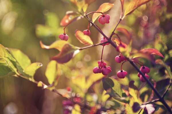 Zweig mit rosa Blüten