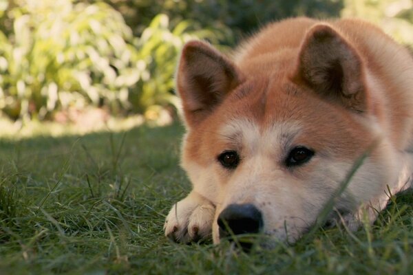 El perro Hachiko yace en la hierba verde