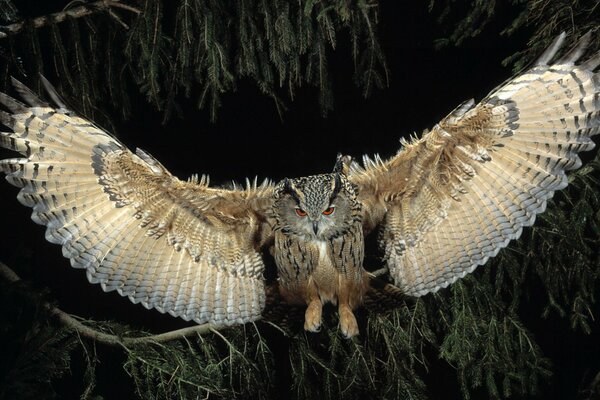 Vol d un hibou sous le couvert de la nuit