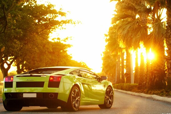 Green Lamborghini Gallardo on the background of palm trees