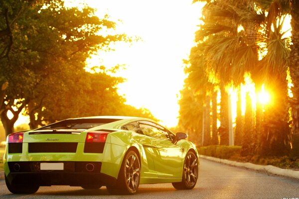 Lamborghini Gallardo verde sobre un fondo de palmeras