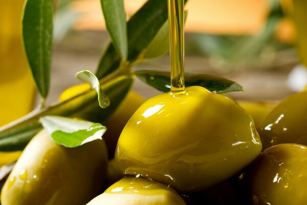 Ein Zweig der Oliven wird mit Öl bewässert