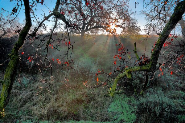 Autumn branches shine in the sun