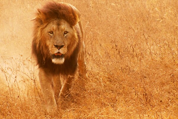 Lion avec une crinière chic dans la savane