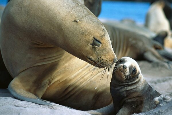 Tiny baby sea Lion