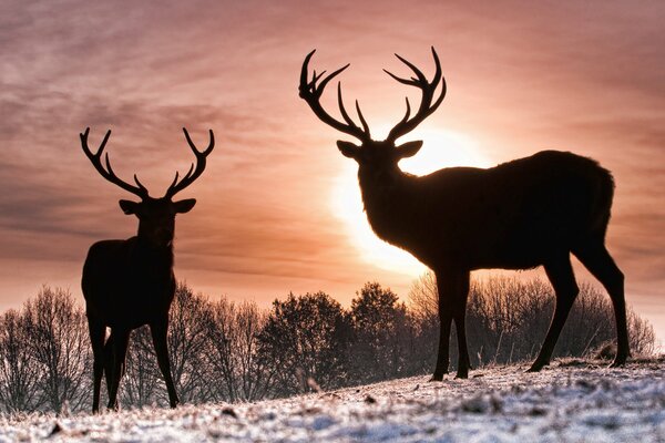 Ciervos en la puesta del sol de invierno