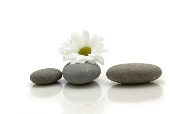 Chamomile flower on stones with reflection