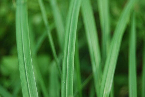 Macro di erba verde succosa