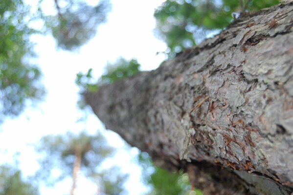 Tronco de árbol que se extiende hacia arriba