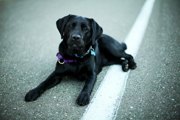 Cane di razza retriever nero