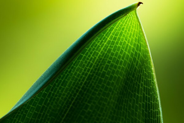 Leaf green macro photo