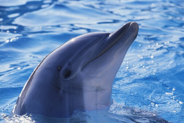 Süßer Delphin im blauen Wasser