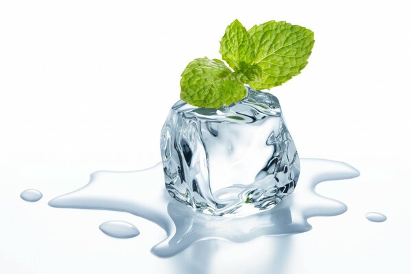 The ice cube with mint begins to melt