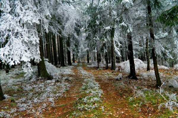 The road goes into the forest, the hot springs are covered with snow