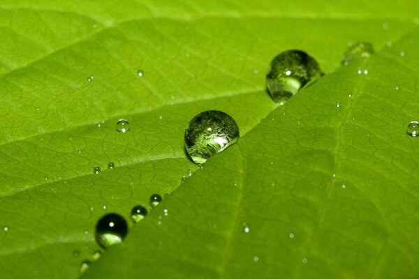 A leaf with large dew drops