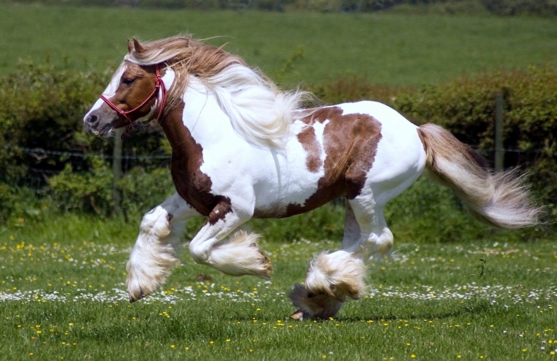 sabots étalon cheval galopant pâturage nature herbe animaux belle shire cheval animaux champ frise crinière étalons race shire cheval shire