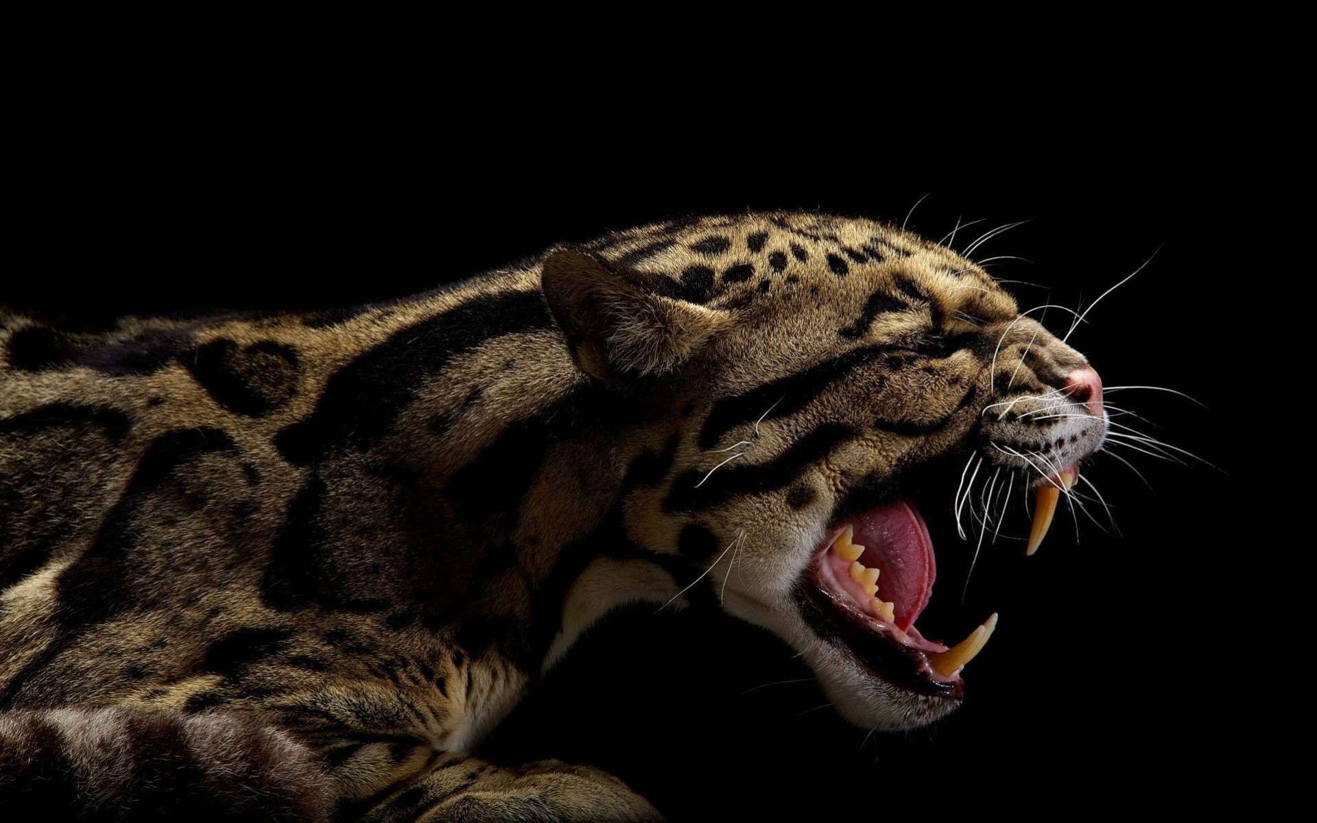 perfil fondo negro animales depredadores leopardo