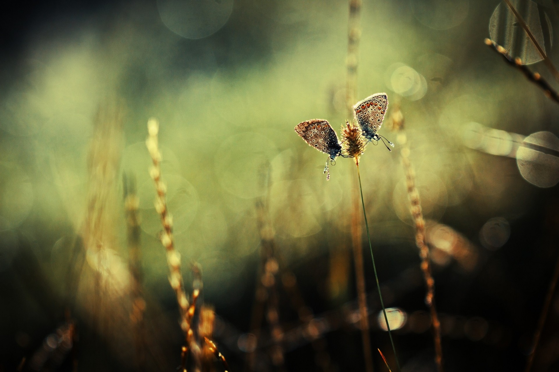 butterfly background two grass reflections plants spike