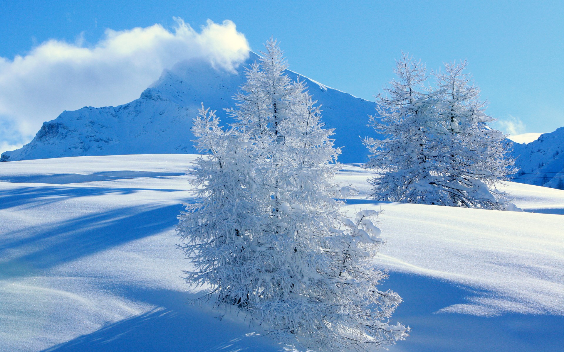 montañas abeto nieve