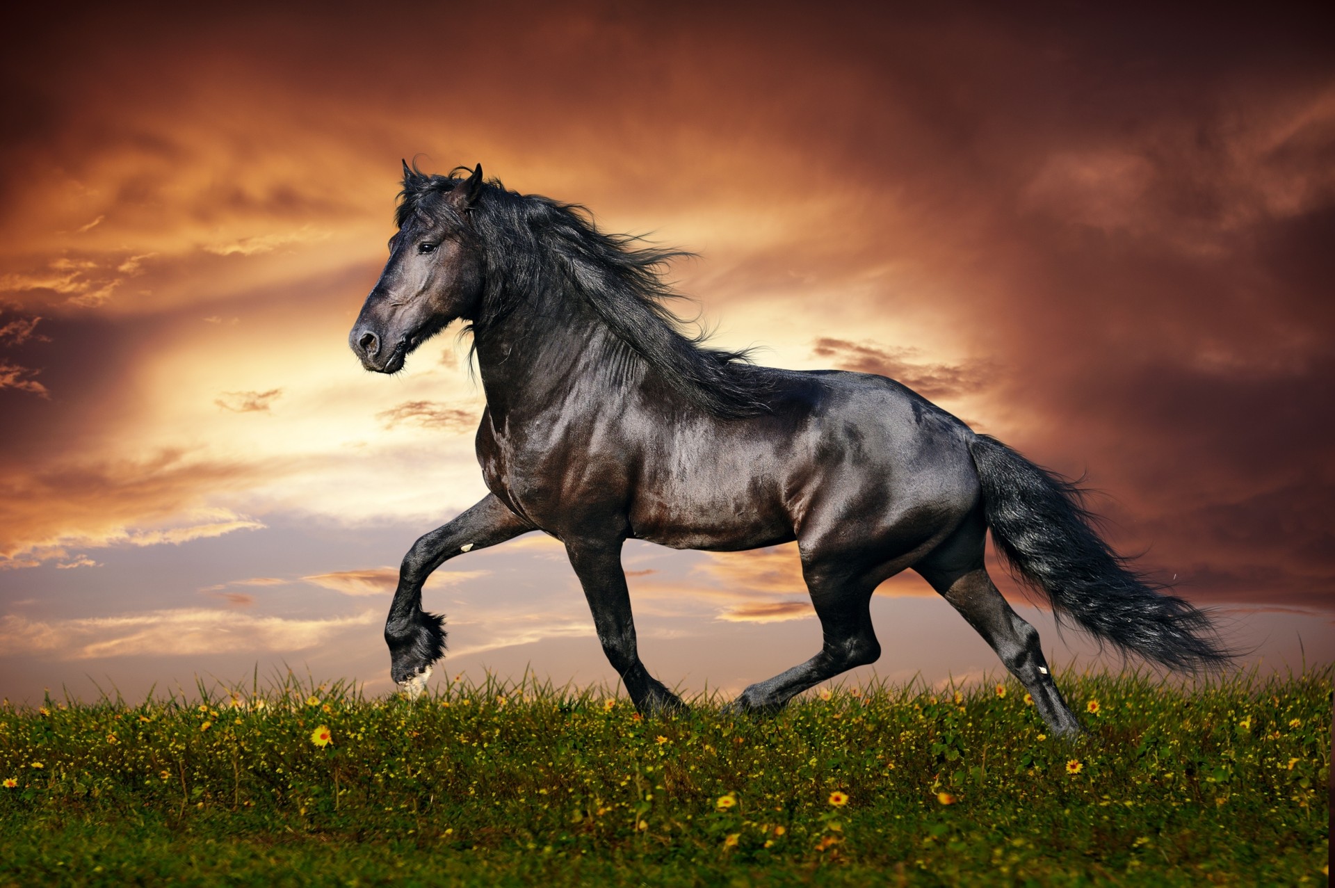 puesta de sol correr hierba flores caballo campo