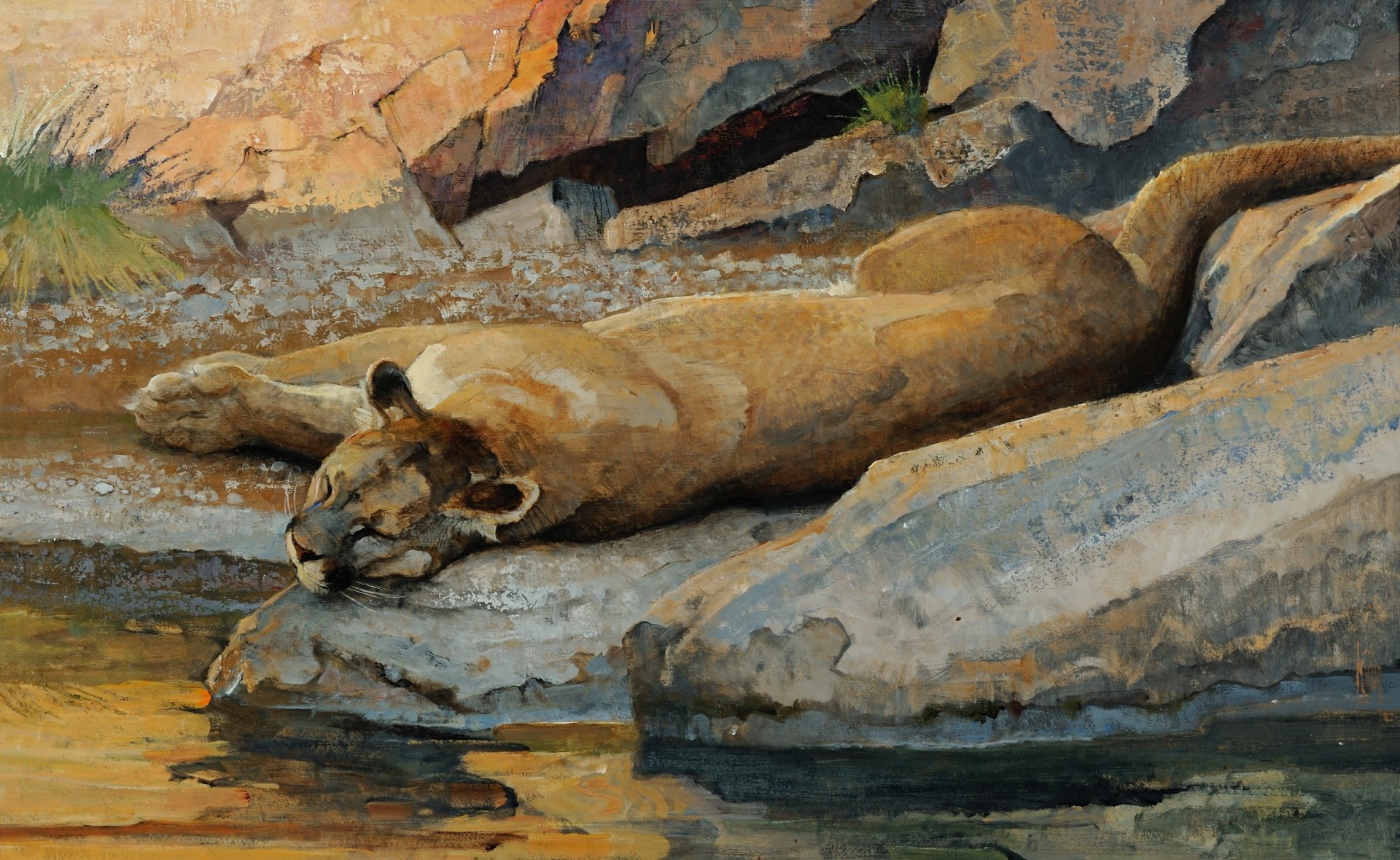 pierres sauvage art peinture rochers prédateur dormir se trouve cri repos eau abreuvoir chat puma