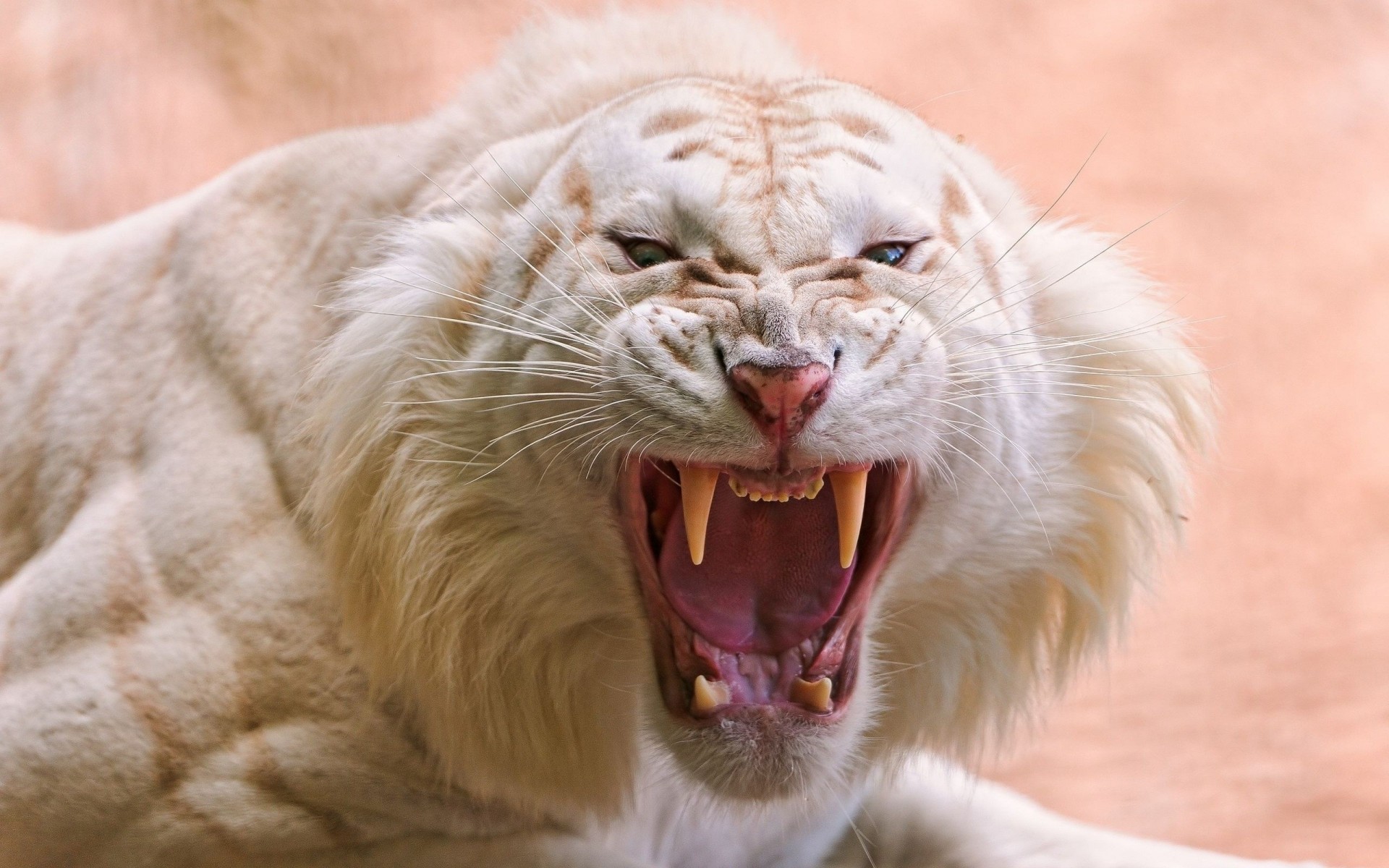 animals striped anger white tiger