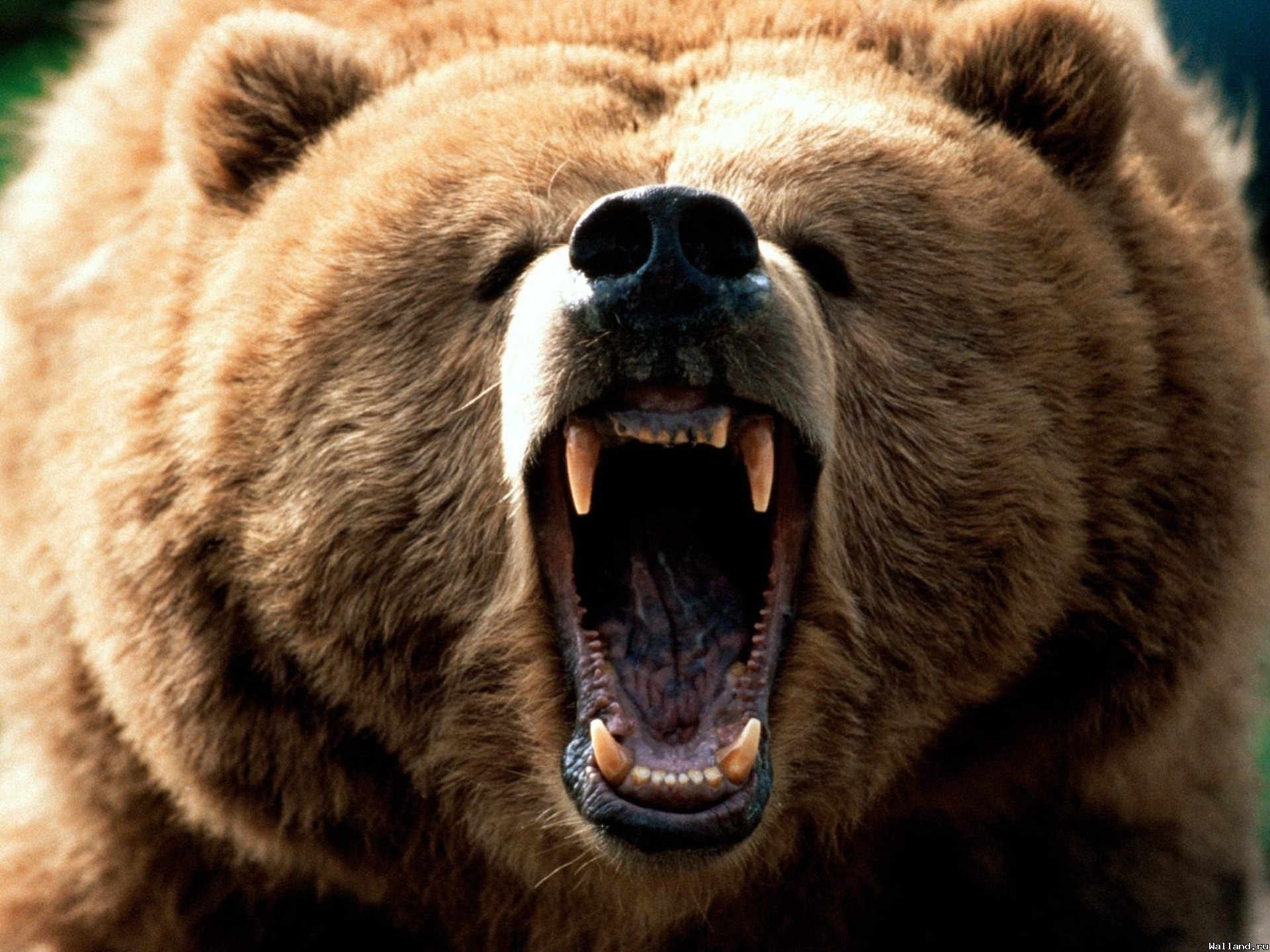 bear teeth mouth animals grizzly