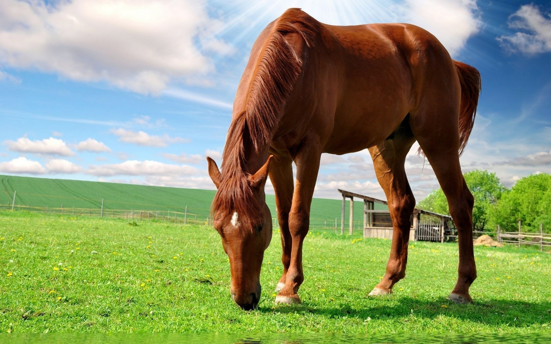 hierba naturaleza comida verano cielo caballo campo paseo