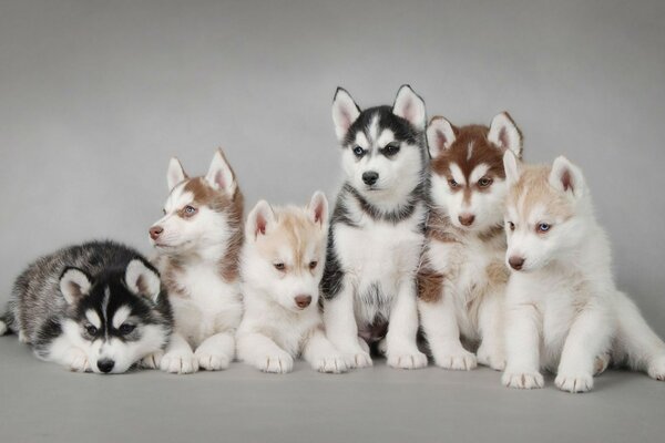 Husky puppies of various colors