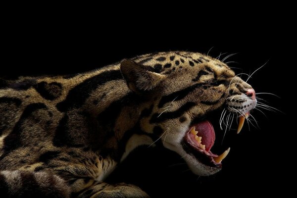 A leopard baring its mouth on a black background