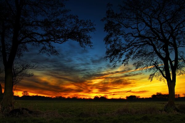 Due alberi in un campo al tramonto