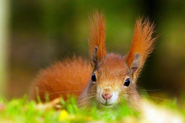 Red squirrel on the grass