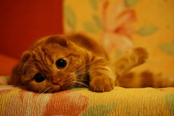 Foto de gatito sobre fondo rojo