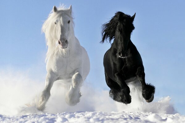 Photo running horses in the snow