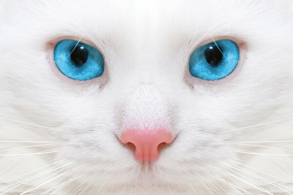 Macro white cat with blue eyes