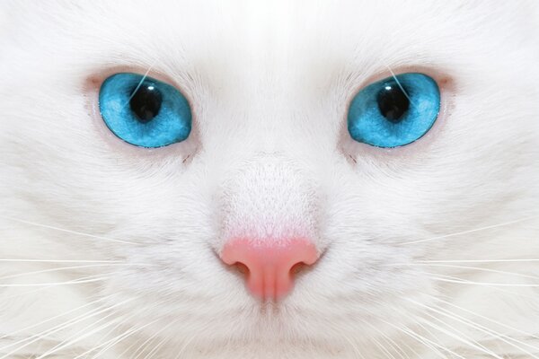 Gato blanco macro con ojos azules