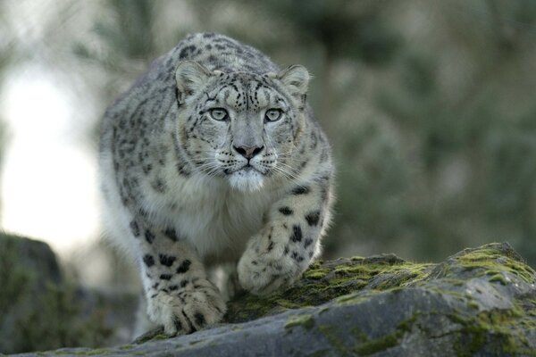 Raubtierleopard versteckt sich auf der Jagd