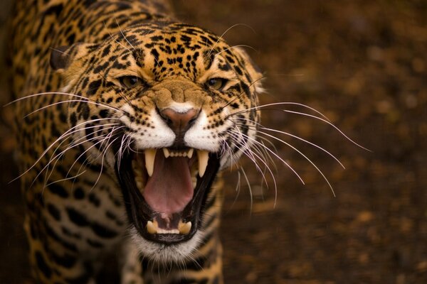 Wild cat jaguar predator