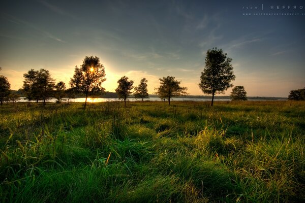 Sunset over a forest clearing with pine trees