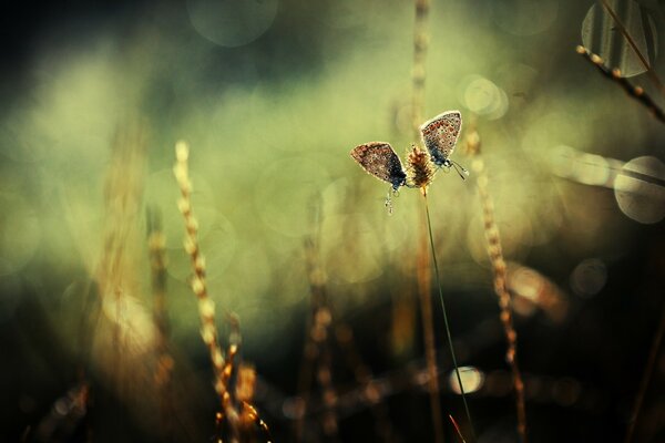 Macro fotos de mariposas y espiguillas en el resplandor del sol