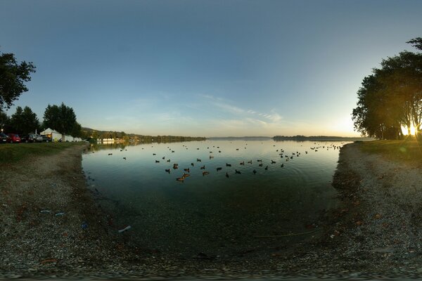 Lake shore with ducks