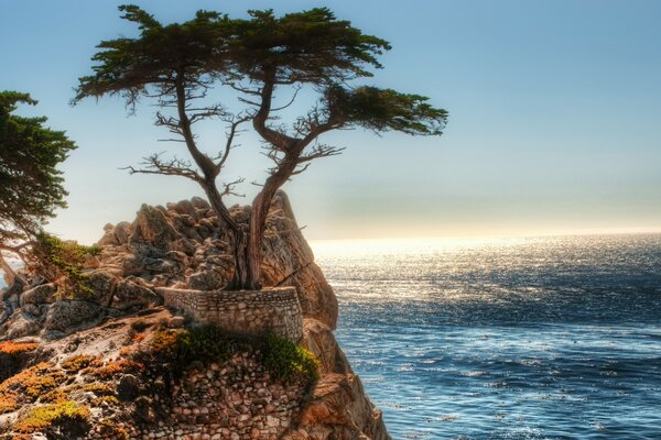 Ein Baum auf den Felsen neben dem Meer