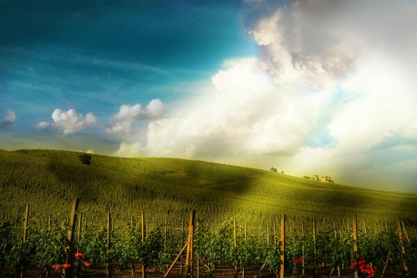 Fiori sul campo cielo blu