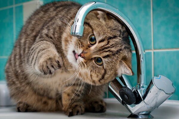 Photo cat wants water